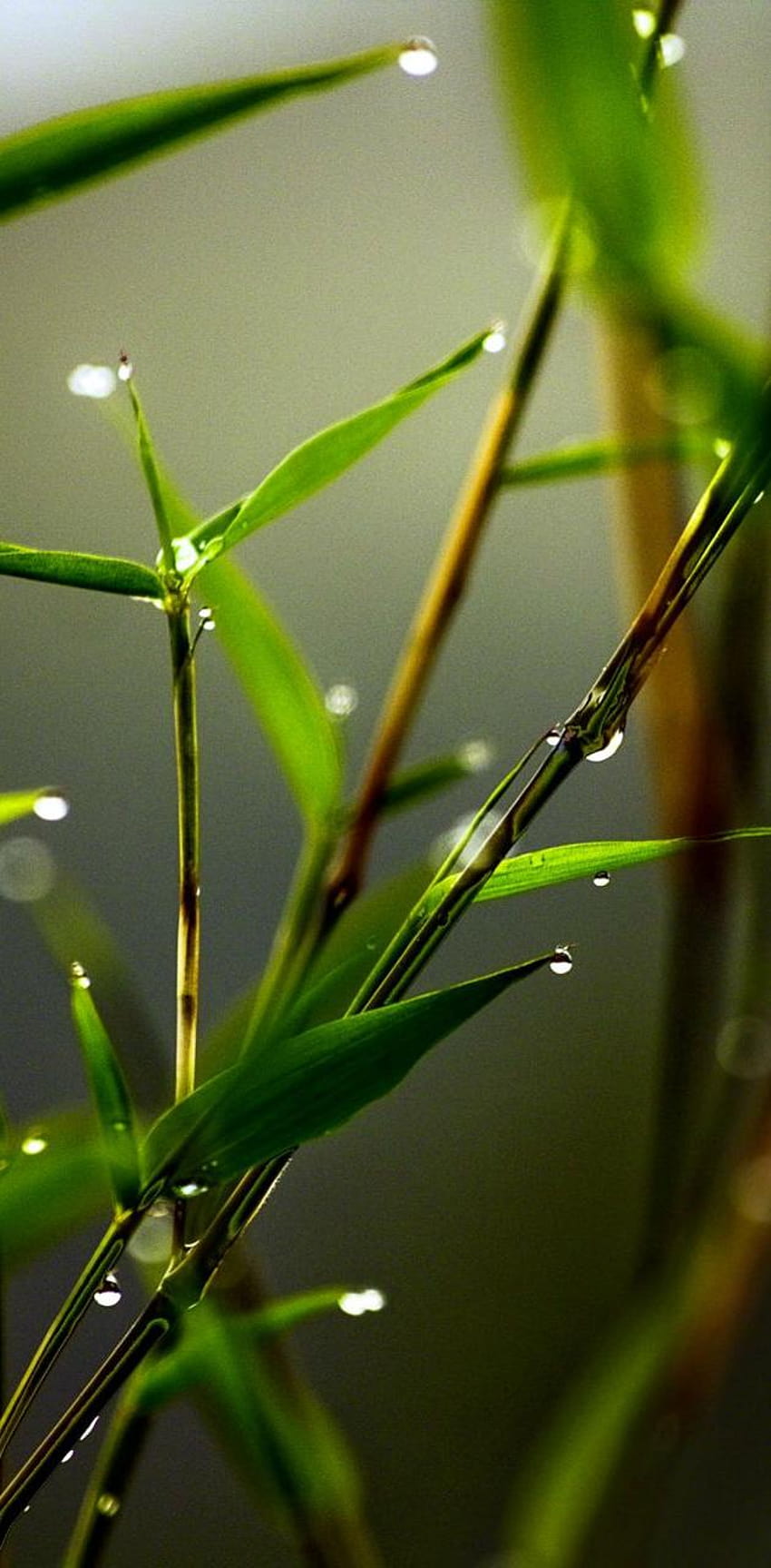 Dew Drops by __LOV3ABL3__, dewdrops HD phone wallpaper