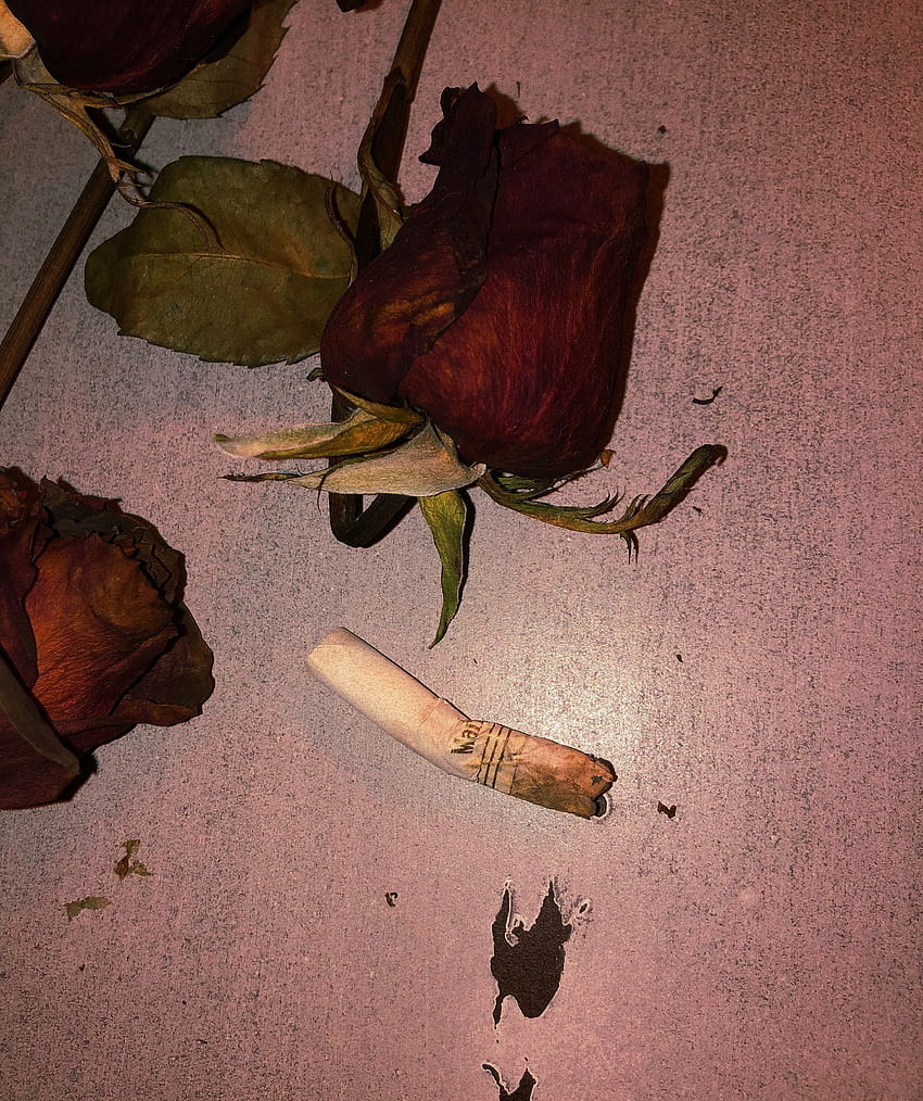 Dead Roses Aesthetic on Dog, flores muertas fondo de pantalla del teléfono