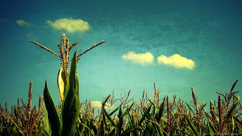 Ladang jagung Wallpaper HD
