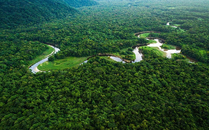 O guia de viagem da Amazônia: como reservar, onde ir e o quê, floresta amazônica brasil papel de parede HD