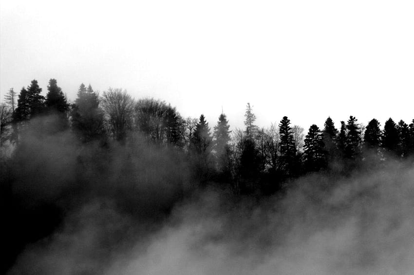Foggy Forest HD wallpaper | Pxfuel