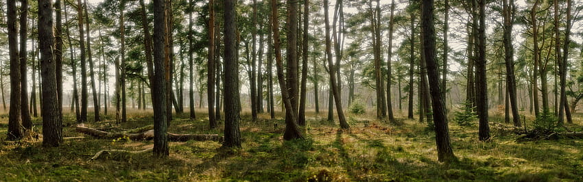 Panoramic Forest, forest australia HD wallpaper