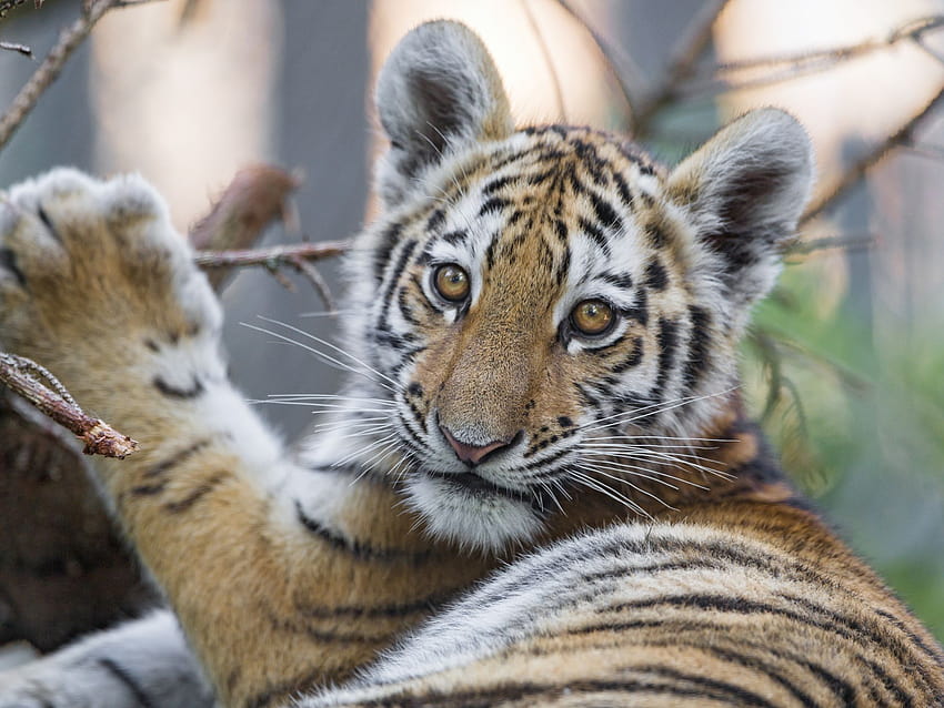 10 of the Cutest Endangered Species, endangered animals HD wallpaper