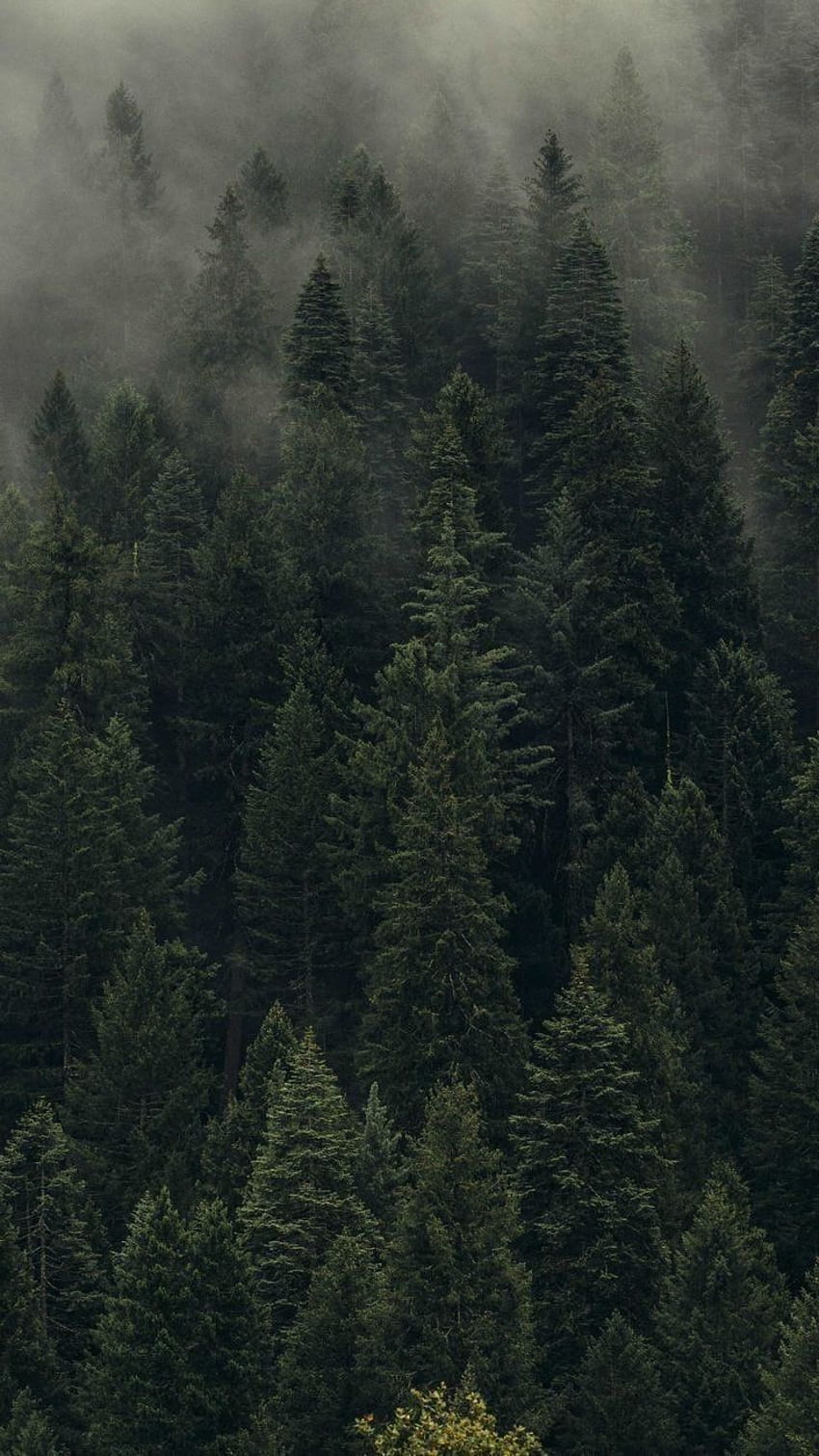 immergrüner Wald HD-Handy-Hintergrundbild