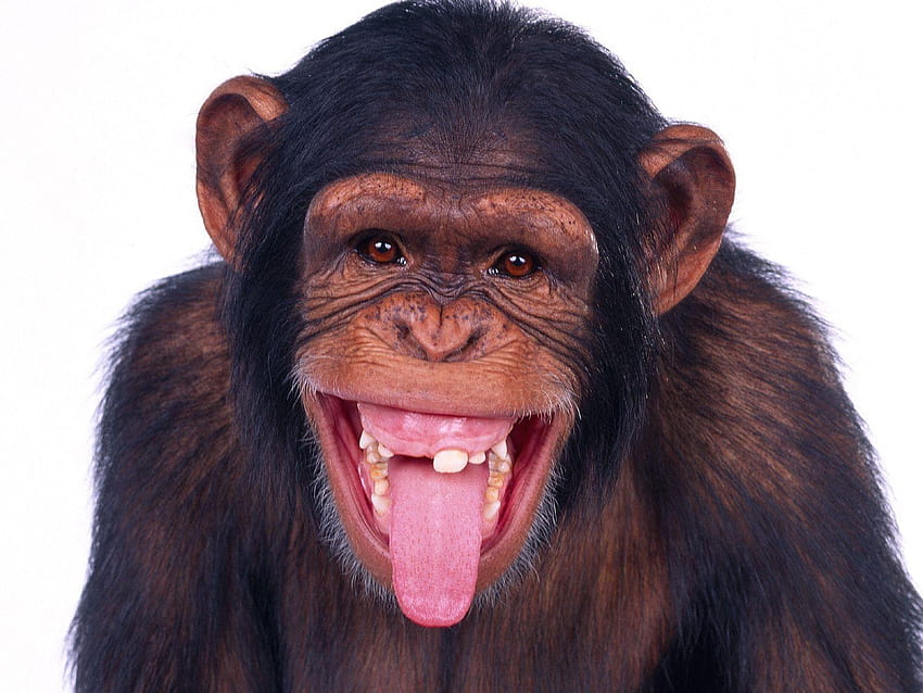 ลิงน่ารัก วอลล์เปเปอร์ HD