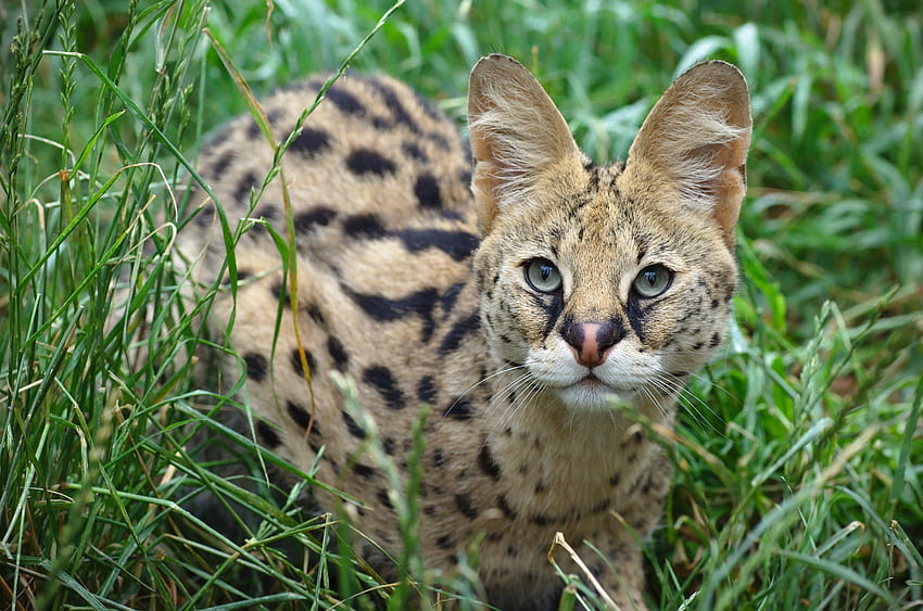 4946x3278 serval HD wallpaper | Pxfuel