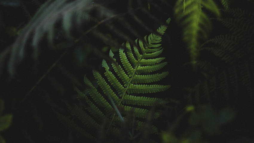 ferns, Plants, Green / and Mobile HD wallpaper