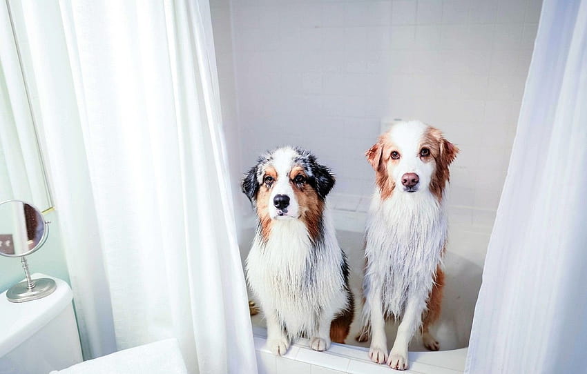 dogs, house, bath , section собаки, dog bath HD wallpaper