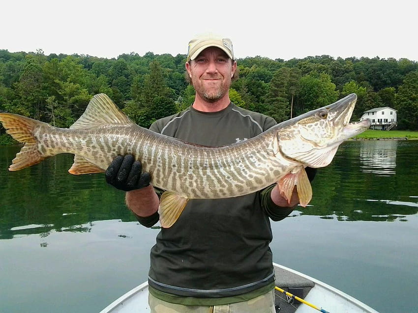 Veteran tiger muskie angler shares tips on fishing Otisco Lake HD wallpaper
