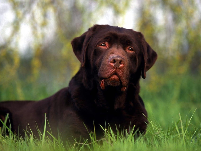 Labrador chocolate –, perro labrador fondo de pantalla