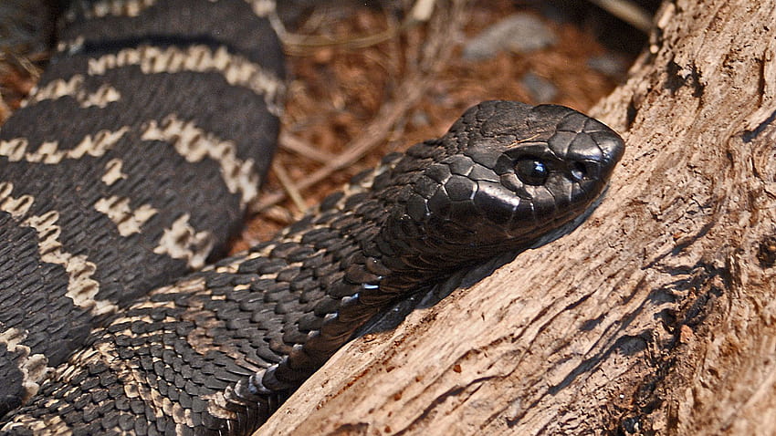 Puoi nominare questi 40 serpenti velenosi in 5 minuti?, taipan interno Sfondo HD