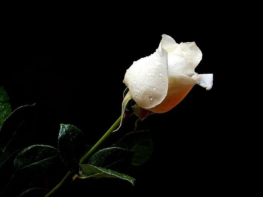 Weiße Rose Für Windows, schöne weiße Rose HD-Hintergrundbild