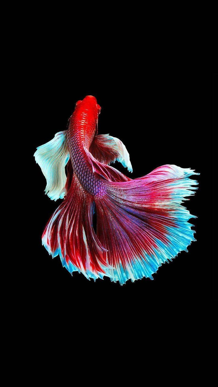 Fish Wallpaper 4K Surreal Colorful AI art 11239