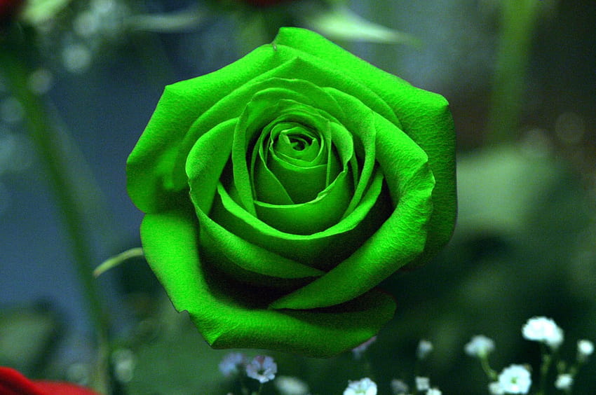 Green Roses, colour rose HD wallpaper