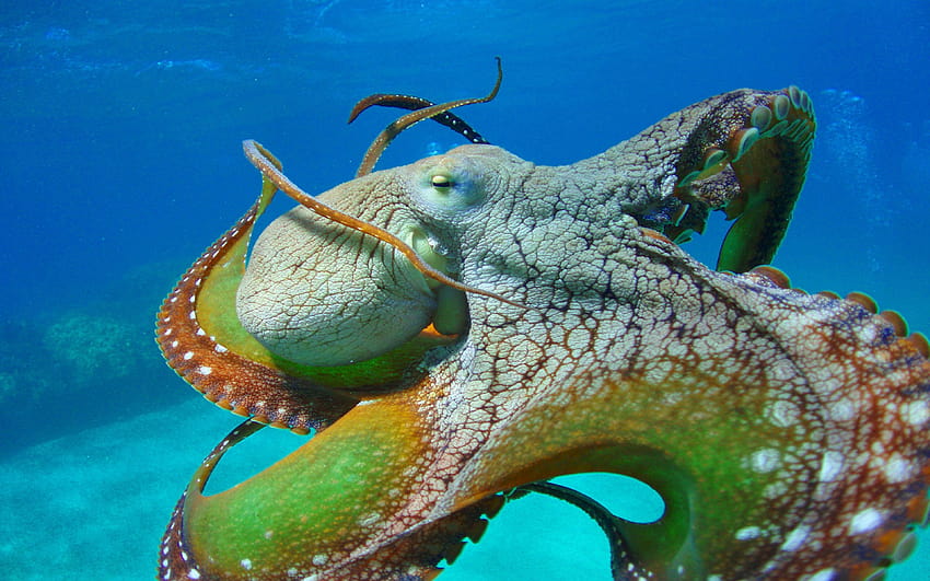 Octopus Close Colors Of Octopus Tentacles Eyes For HD wallpaper | Pxfuel