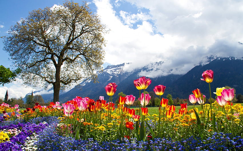 Blumen, Tulpen, Gänseblümchen, Petunien, Berge, Alpen, Baum, Alpenfrühling HD-Hintergrundbild