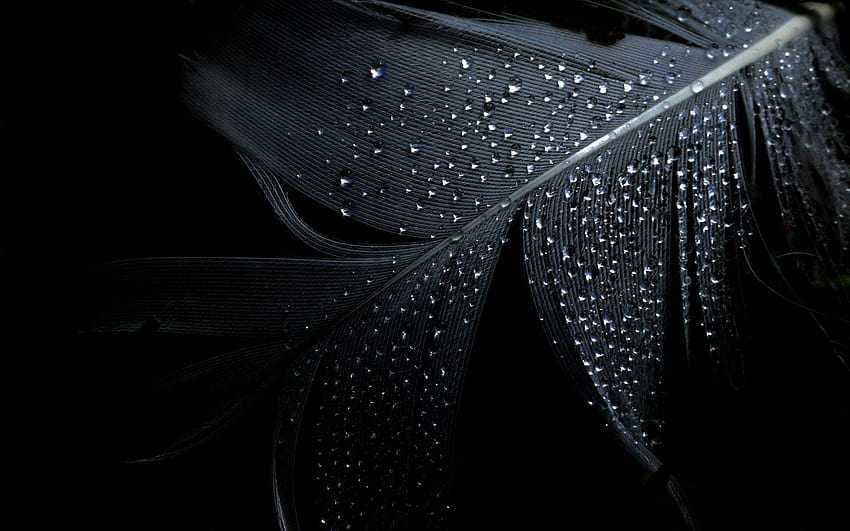 81 Feather, ground black HD wallpaper