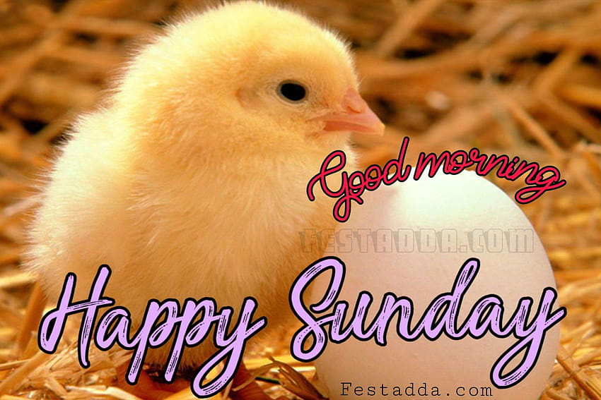 Happy Sunday Funny for Whatsapp Status, country sunday HD wallpaper