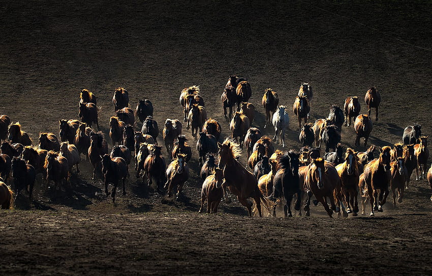 la steppe, cheval, le troupeau , section животные, troupeaux de chevaux Fond d'écran HD