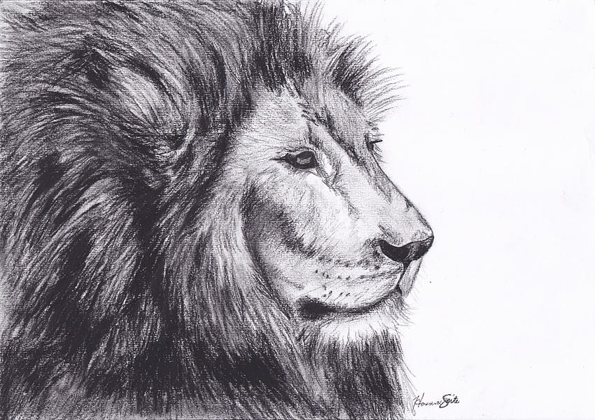 Realistic Lion Drawing — Weasyl