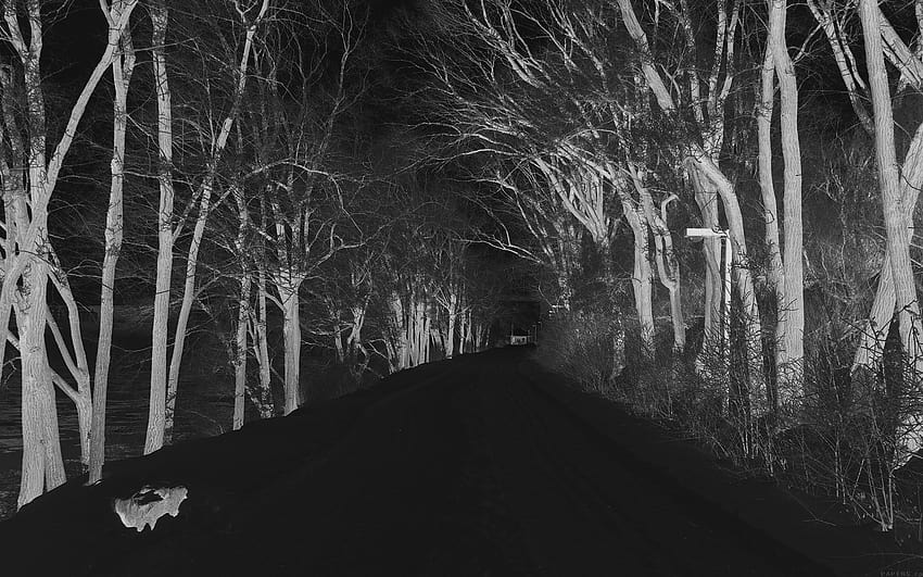 mp51, winter spooky HD wallpaper