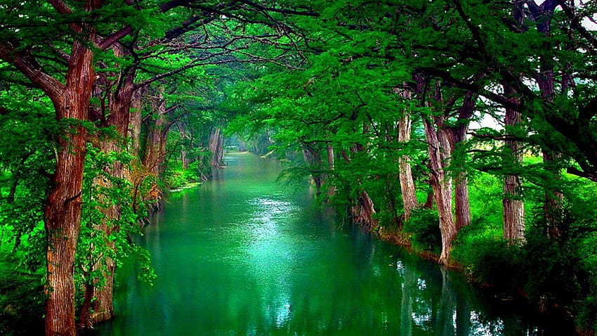 Naturalny zielony las natura tła, laptop zielony las Tapeta HD
