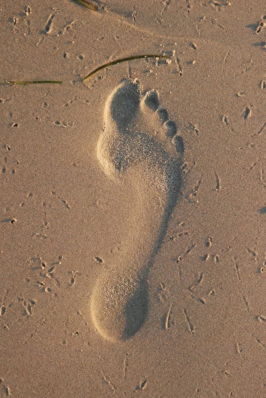 : footprint, sand, beach, coast, step, walk, first, footprints in the sand HD phone wallpaper