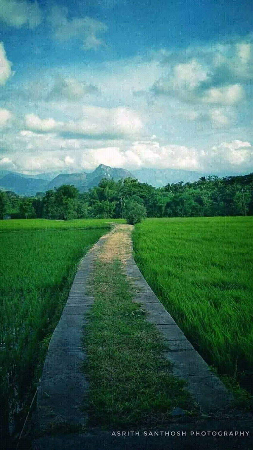 Kerala, Reisfelder..., Palakkad HD-Handy-Hintergrundbild