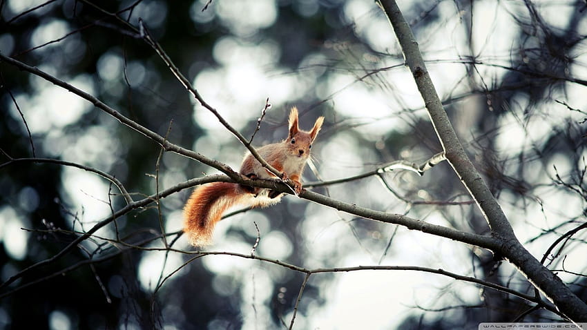 나무에 있는 붉은 다람쥐 1920x1080, 봄 다람쥐 HD 월페이퍼