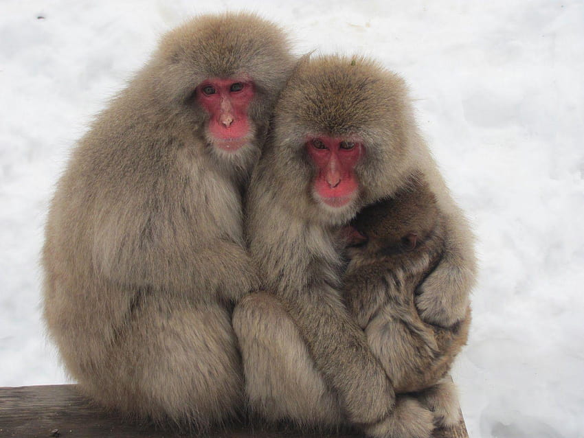 Explore los monos de nieve japoneses, el macaco japonés fondo de pantalla