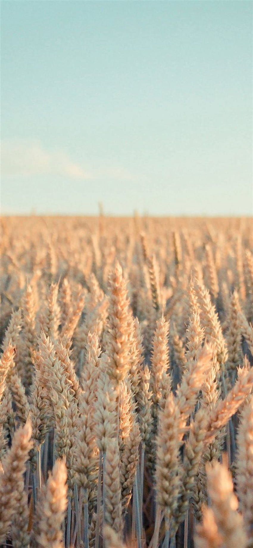 Nature Rye Field Farmland iPhone X ::…Clicca qui per Nature Rye Field Farmla…, terreni agricoli primaverili Sfondo del telefono HD