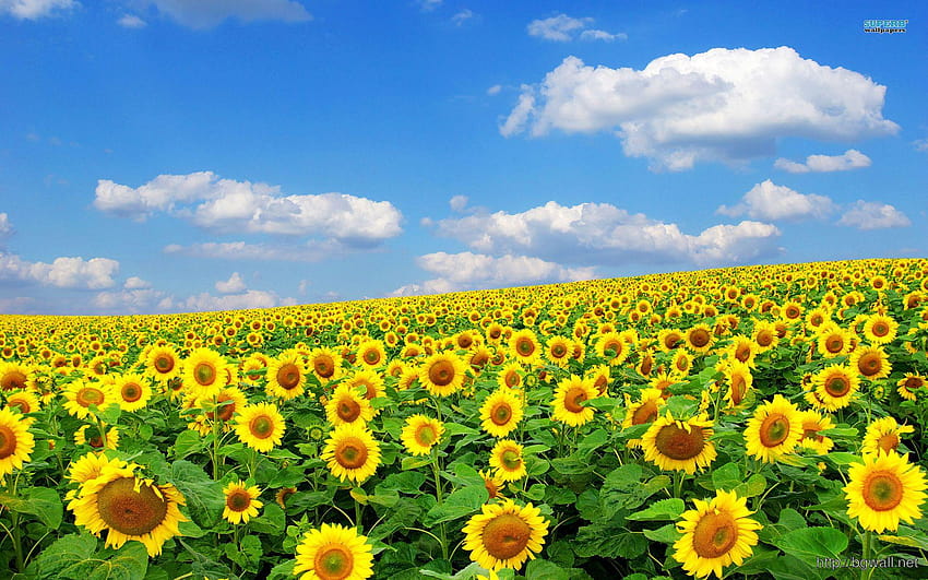 Sunflower Field – Backgrounds, background full size HD wallpaper