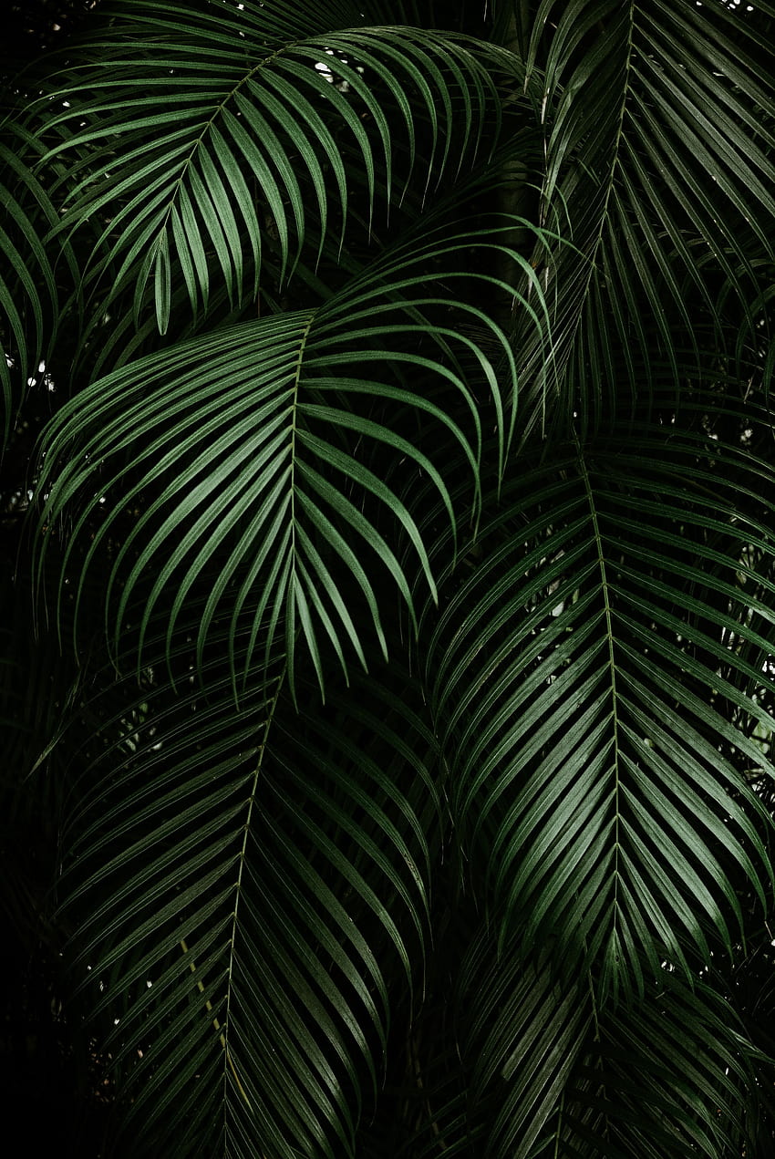 Tropical Greens Mobile Lightroom Preset/ Instagram presets/, lightroom presets HD phone wallpaper