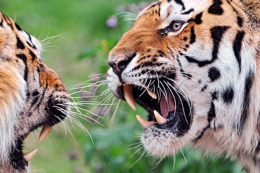 Wildlife graphy of two orange tigers near each other HD wallpaper