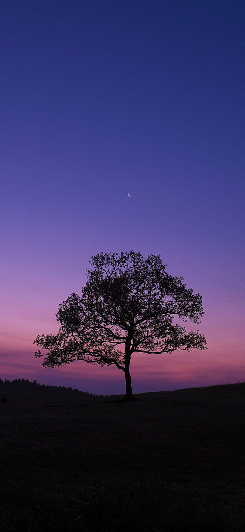 Purple Tree Pictures | Download Free Images on Unsplash