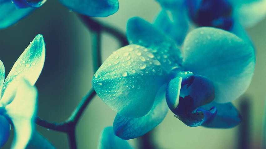 1366x768 Blue Flowers PC and Mac [1366x768] for your , Mobile & Tablet, teal flowers HD wallpaper