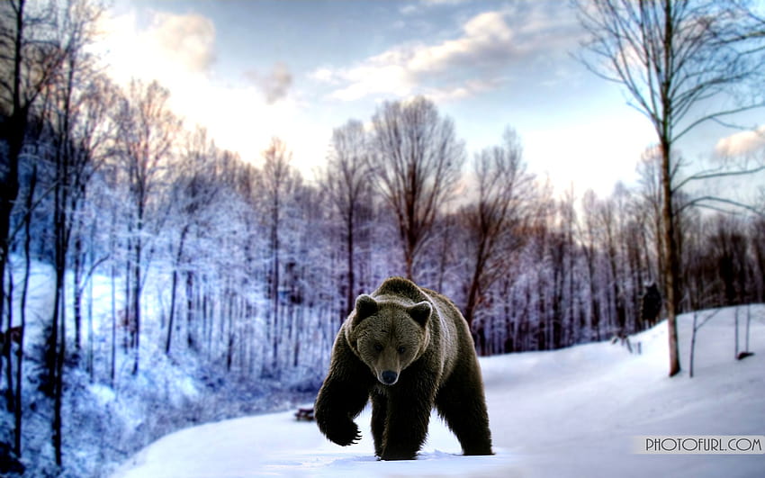 Wild Bear, scary bear HD wallpaper