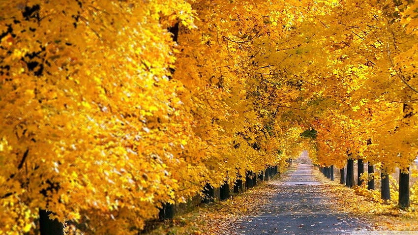 Autumn Yellow Leaves Road Tree, yellow tree HD wallpaper | Pxfuel