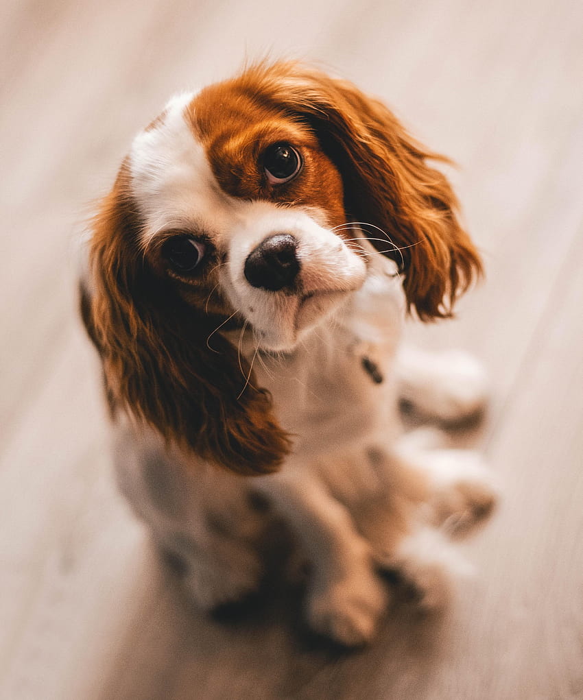 Shallow Focus graphy of a Cavalier King Charles Spaniel HD phone wallpaper