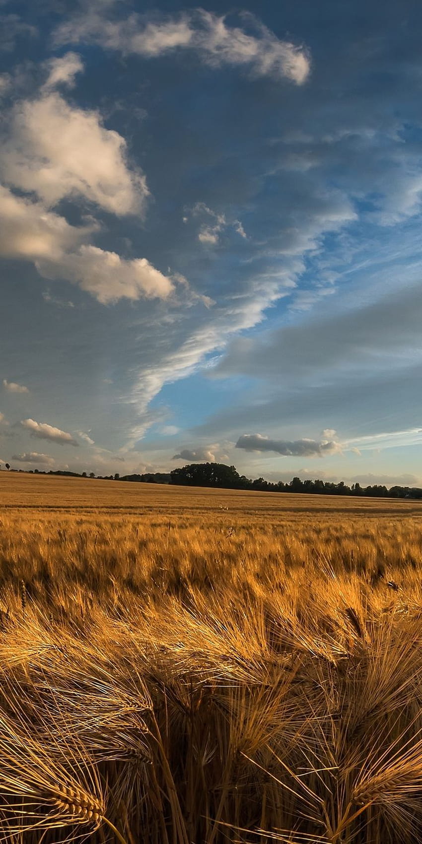 Golden crop, wheat farm, landscape, nature, 1080x2160, farm landscape HD phone wallpaper