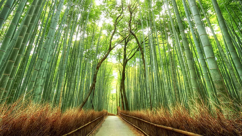 Sagano Bamboo Forest in Arashiyama Japan HD wallpaper | Pxfuel