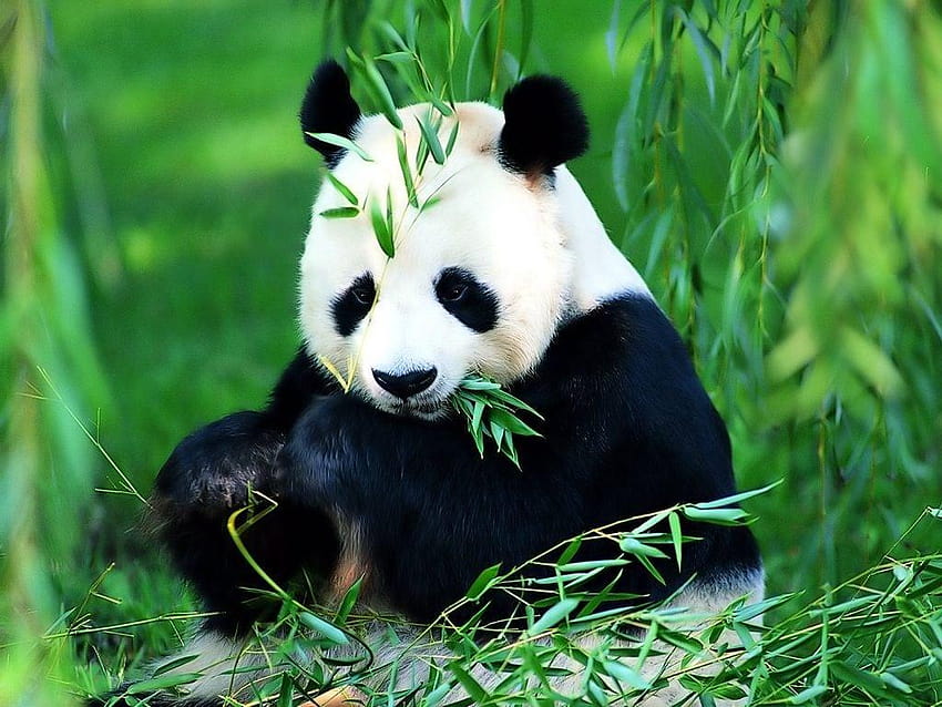 Panda And Backgrounds, zoo HD wallpaper