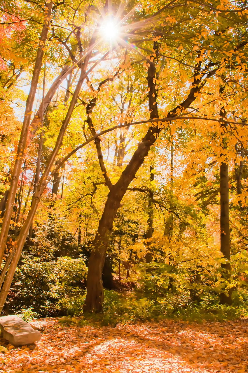 : пейзаж, дърво, природа, на открито, клон, светлина, околност, слънчева светлина, листо, есен, страна, зеленина, оранжево, златно, крива, есен, сезон, клен, екология, отвън, заден план, широколистен, дъб, хоризонтален, горичка , ден, гора, ноември HD тапет за телефон