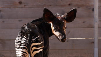 cute okapi baby