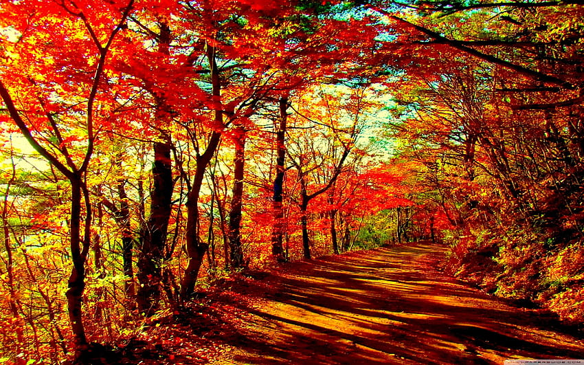 Nature autumn forest HD wallpaper | Pxfuel