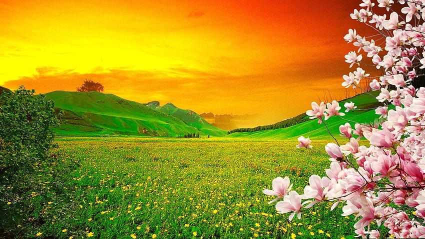 ต้นไม้ผลิบานในฤดูใบไม้ผลิ ดอกซากุระสีชมพูบนทุ่งหญ้าสีเขียวพร้อมดอกไม้สีเหลือง เนินเขาที่มีหญ้าสีเขียวอมส้ม ท้องฟ้ายามพระอาทิตย์ตกดิน : 13 ต้นไม้ในฤดูใบไม้ผลิพระอาทิตย์ตก วอลล์เปเปอร์ HD