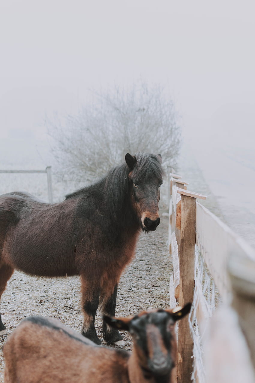 Животни в падока във ферма през зимния ден · Запаси, селскостопански животни през зимата HD тапет за телефон