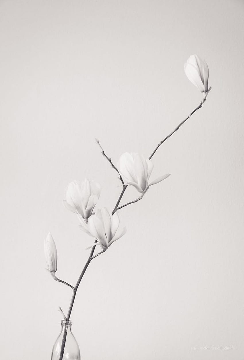 黒と白の花の、ミニマリストの花白 HD電話の壁紙