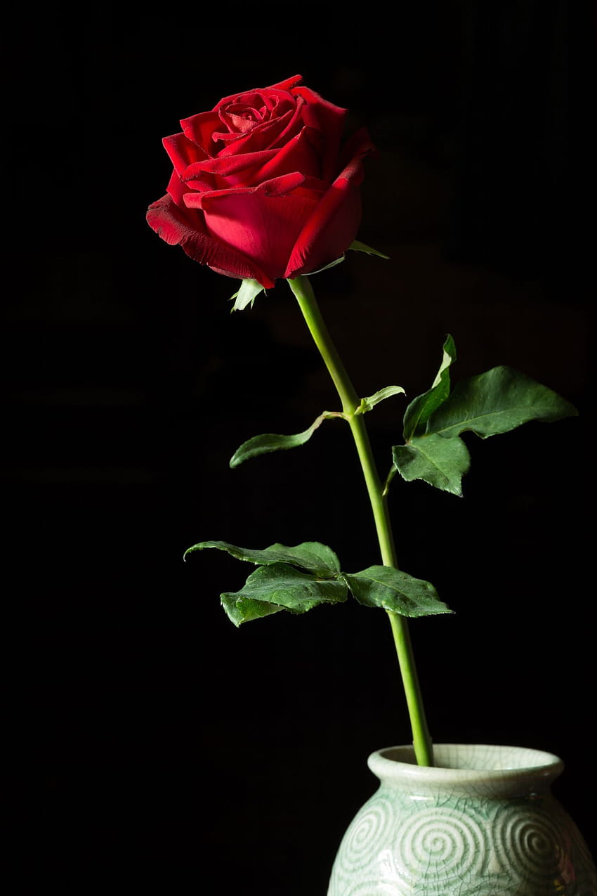 黒に隔離された花瓶の単一の赤いバラ、暗闇の中で単一のバラ HD電話の壁紙