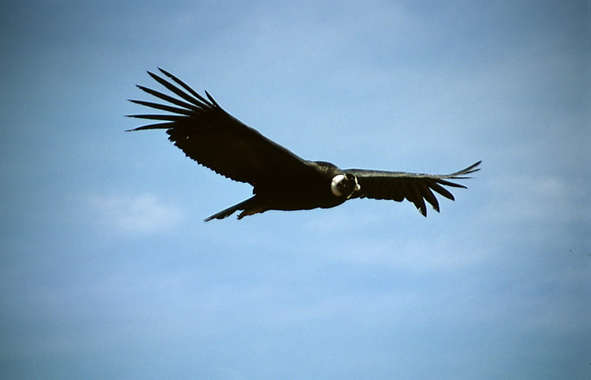 Condor de Los Andes, andean condor HD wallpaper